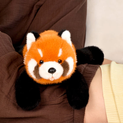 Panda Roux  - HISTOIRE D'OURS