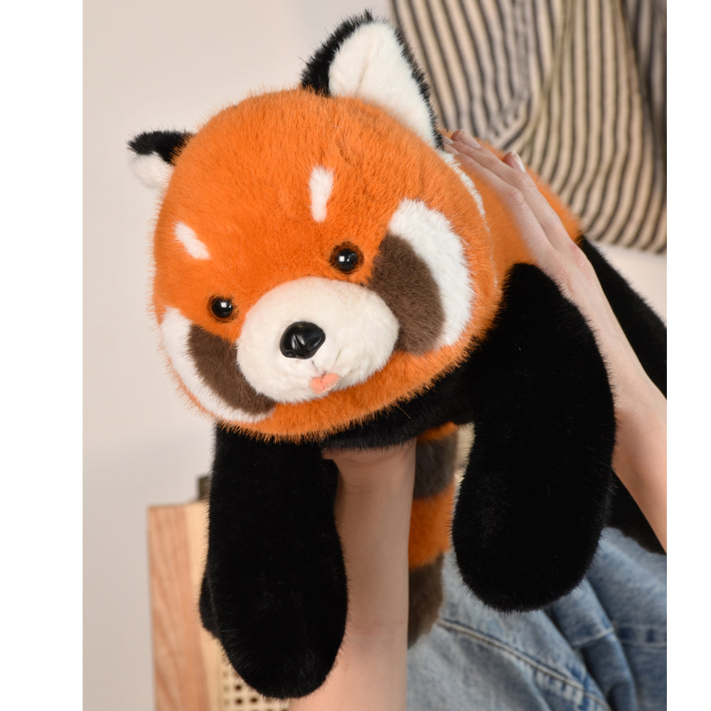 Panda Roux  - HISTOIRE D'OURS